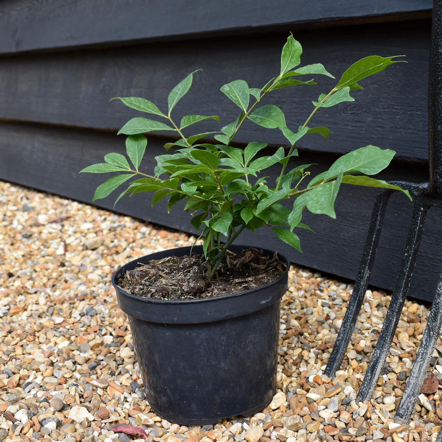 Euonymus alatus Compactus - Height 25-35cm - Bushy - 2lt