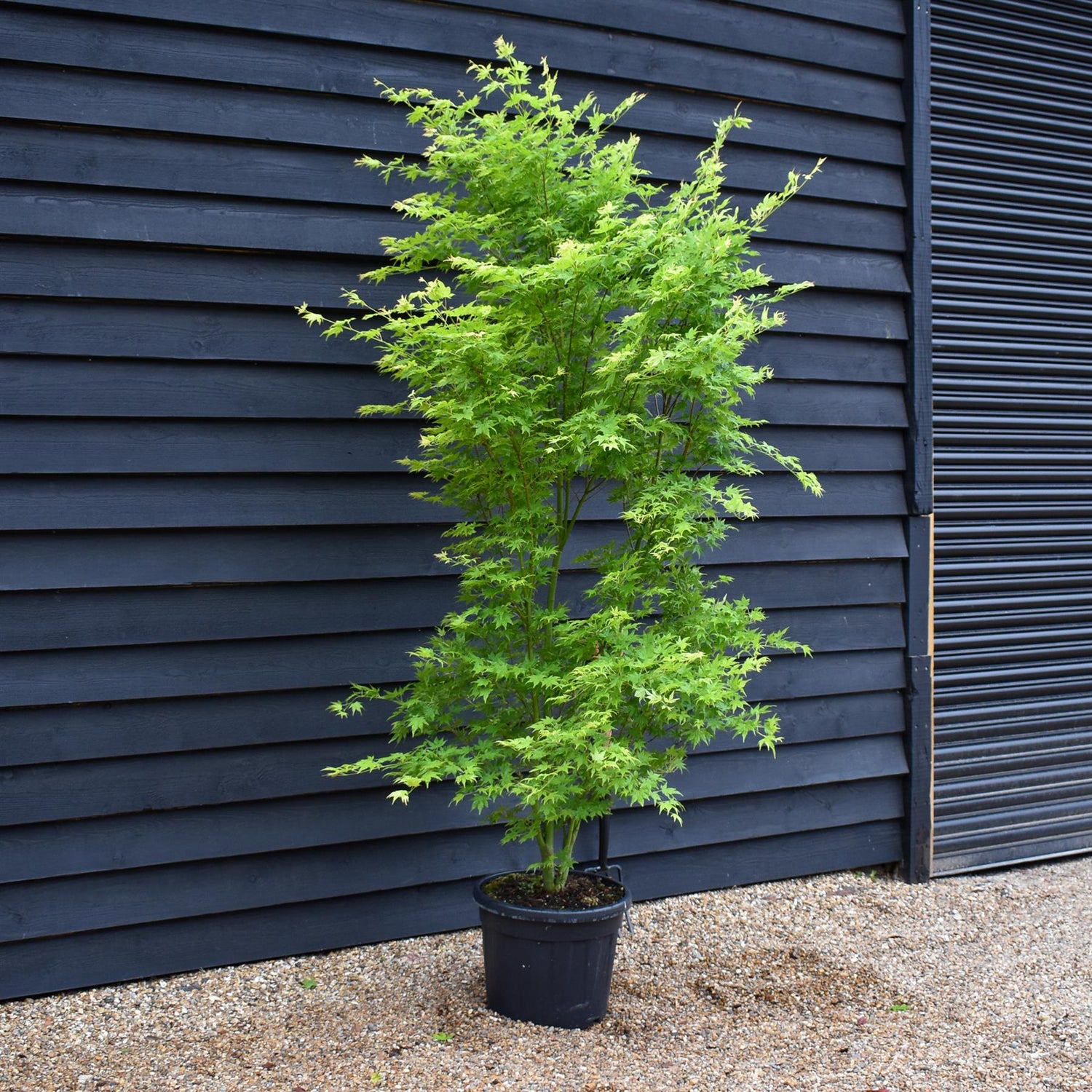 Japanese maple 'Going Green' | Acer palmatum - Bushy - Height 200-250cm - 35lt