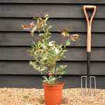 Photinia Pink Marble ('Cassini') - Height 30-50cm - 5lt