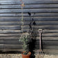 Acer palmatum 'Skeeters Broom' | Japanese maple 'Phoenix' - Narrow - 100-150cm - 15lt