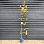 Malus Direktoer Moerland | Improved Profusion Crab Apple Tree, Clear Stem - Height 190-220cm, 10lt
