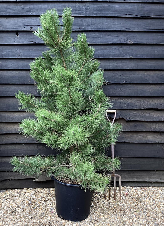 Pinus nigra | Austrian pine - 30lt