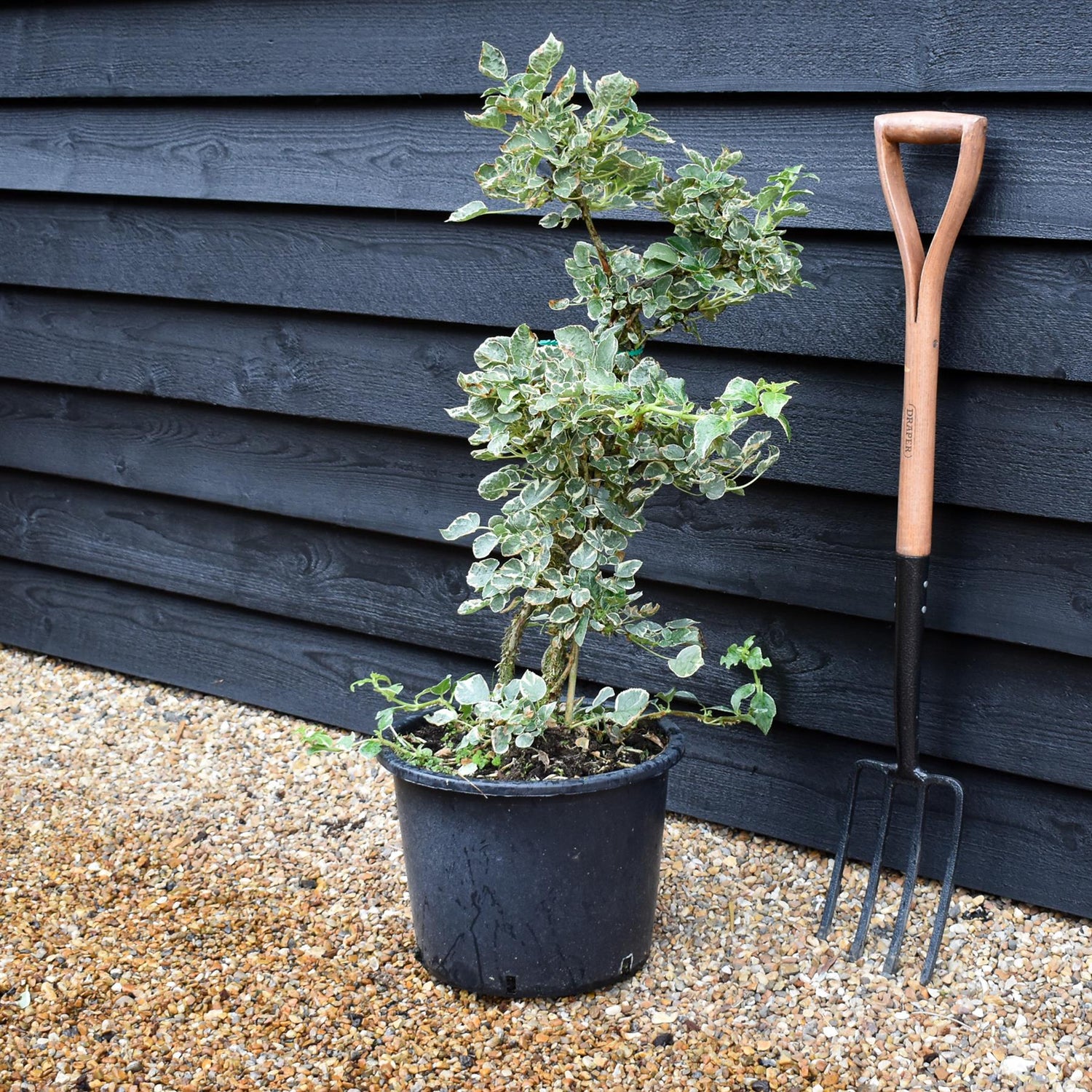 Hydrangea anomala subsp. petiolaris Silver Lining | Hydrangea Silver Lining - Height 60-90cm - 20lt