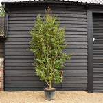 Persian Ironwood | Parrotia persica 'Persian Spire' - Height 280-300cm - 55lt