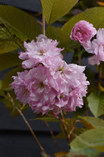 Prunus Kanzan | Cherry Kanzan - Clear Stem 120cm - Girth 6-8cm - Height 160-200cm - 10lt