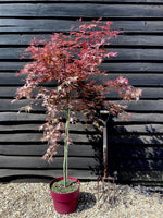 Acer palmatum Beni-maiko 1/2 std | Japanese maple 'Beni-maiko', Clear Stem - 90-100cm - 15lt
