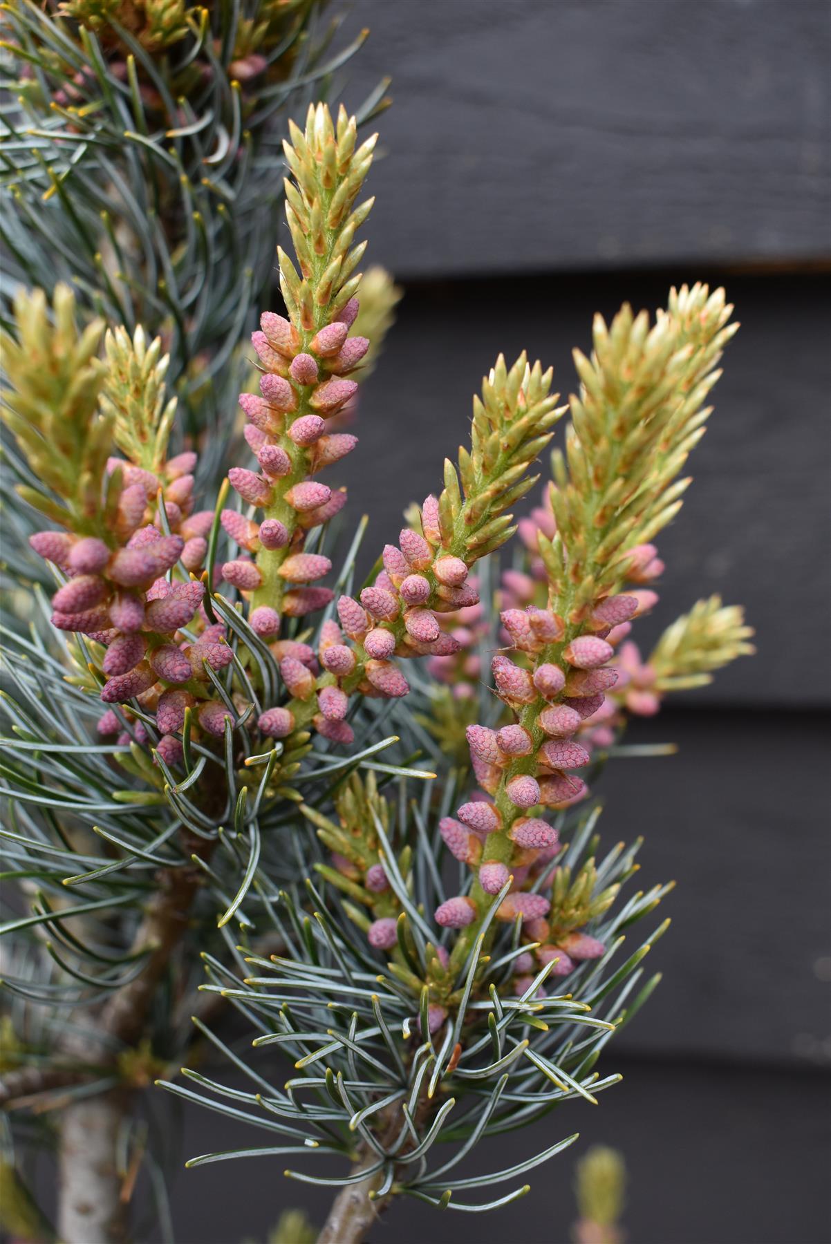 Pinus parviflora 'Ara kawa'| Japanese white pine 'Negishi' - 75-85cm - 15lt