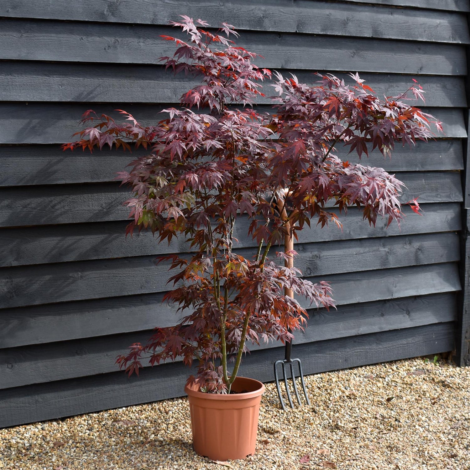 Acer palmatum 'Atropurpureum' | Red Leaf Japanese maple - Bushy - Height 100-140cm - 15lt