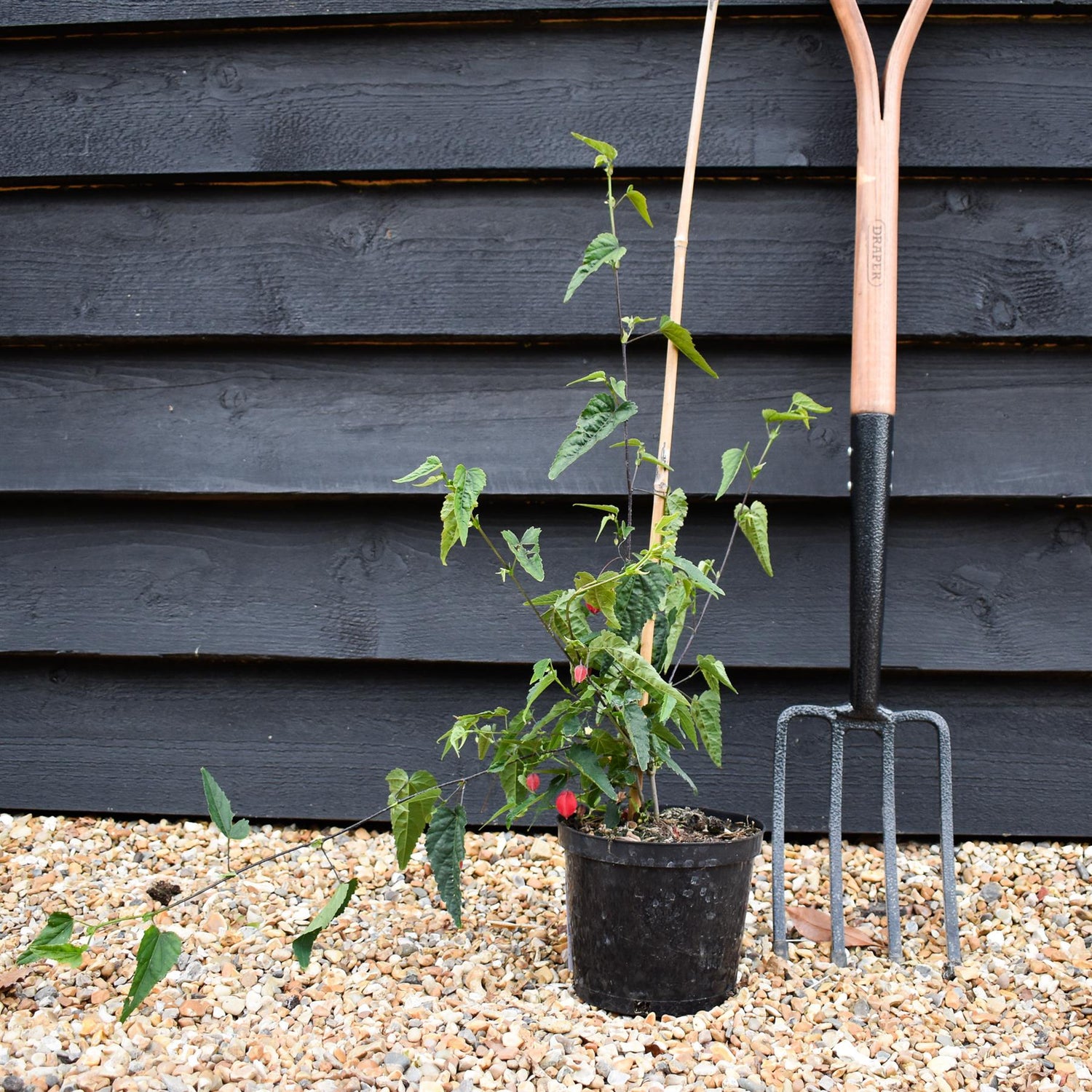 Abutilon megapotamicum - Shrub - Height 30-50cm - 2lt
