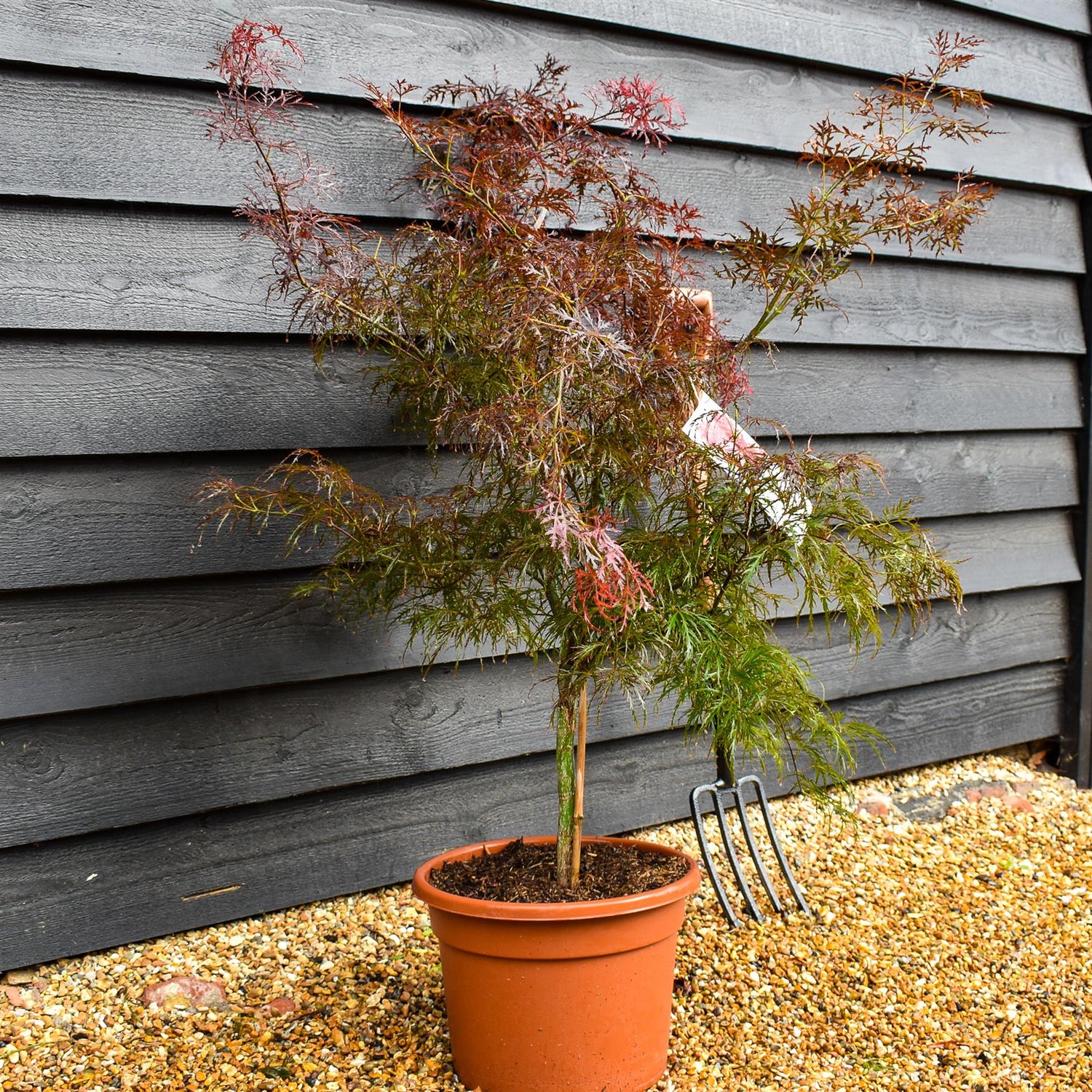 Garnet Japanese Maple | Acer palmatum 'Garnet' - Weeping  - Clear Stem 40cm - Height  90-100cm - 15lt
