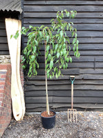 Prunus 'Kiku-shidare-zakura' | Japanese Weeping - 250-280cm, 15lt