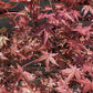 Acer palmatum Beni-maiko 1/2 std | Japanese maple 'Beni-maiko', Clear Stem - 90-100cm - 15lt