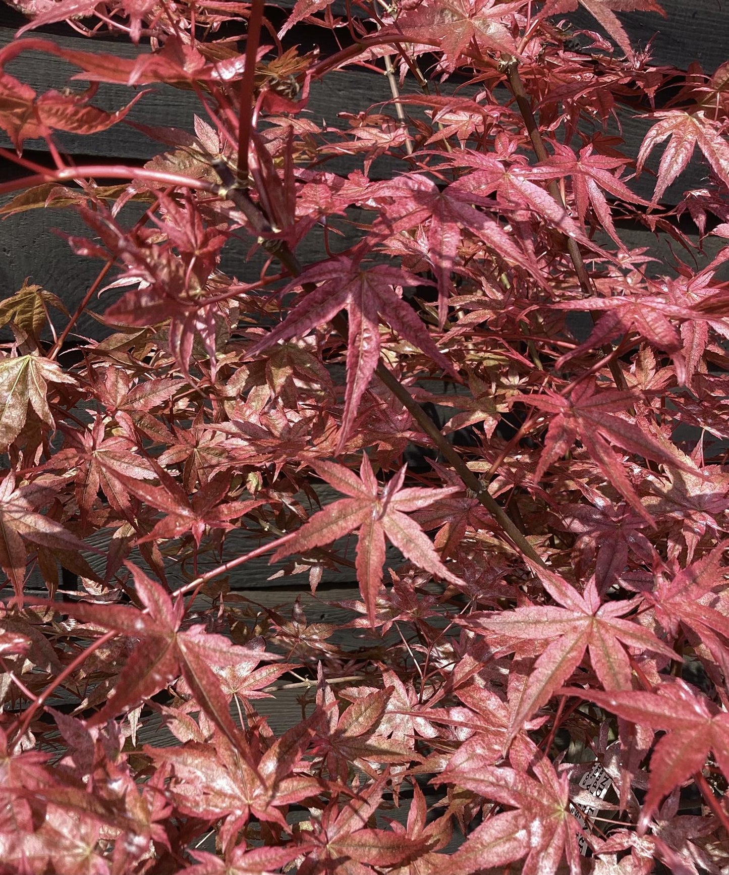 Acer palmatum Beni-maiko 1/2 std | Japanese maple 'Beni-maiko', Clear Stem - 90-100cm - 15lt