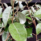 Elaeagnus ebbingei | Ebbing's Silverberry - 90-100cm, 10lt