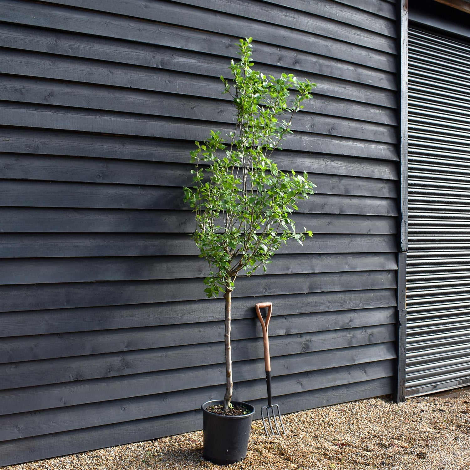 Plum tree 'Stanley' | Prunus domestica - 170-180cm - 30lt