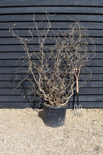 Corylus avellana 'Contorta' | Corkscrew Hazel - 160-180cm, 35lt