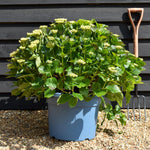 Hydrangea Original Mophead Pink | Pink Hydrangea Height 50-60cm - Width 40-50cm - 40lt