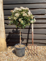 Viburnum Tinus Eve Price | | Laurustinus 'Eve Price' Girth 4cm - 100cm, 8lt