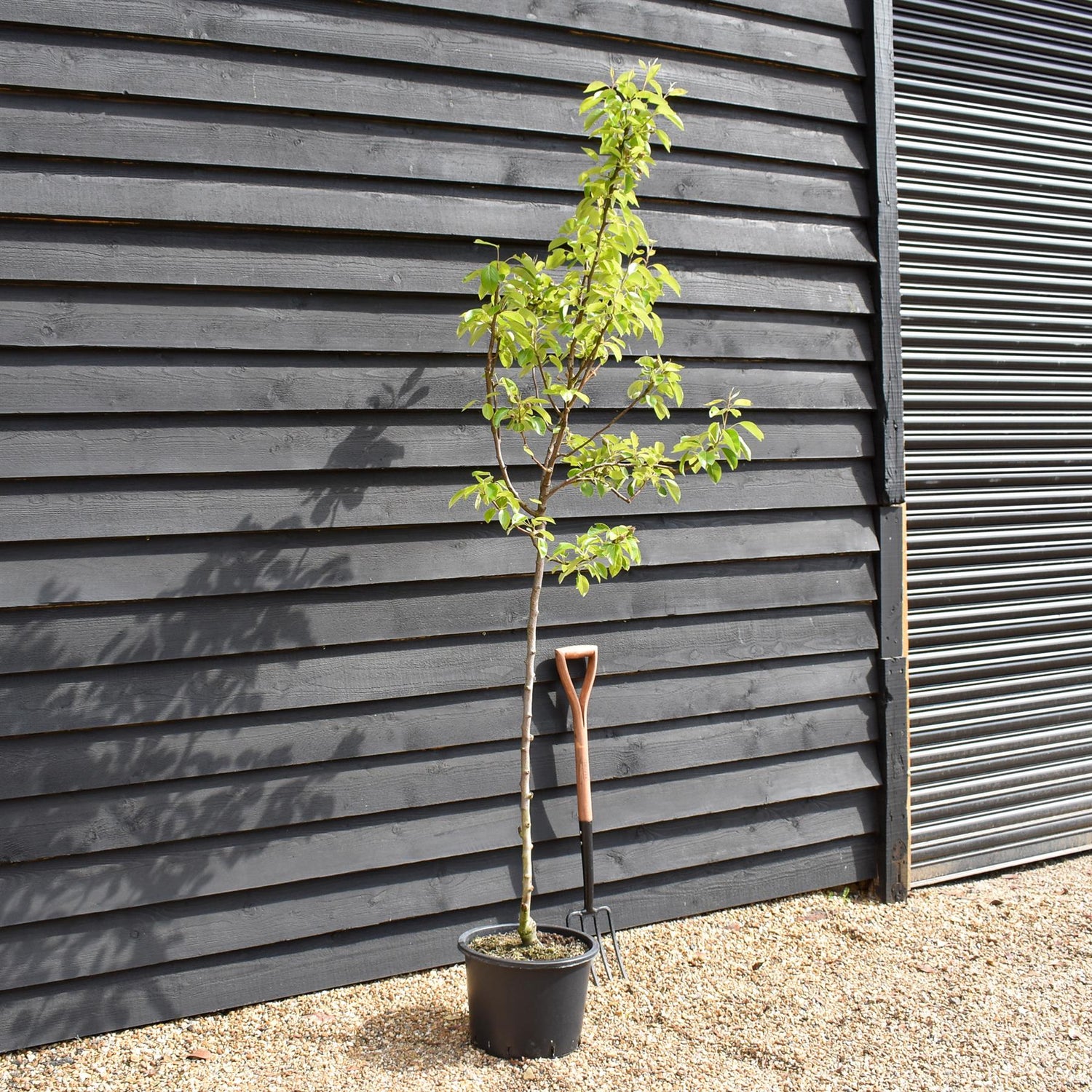 Pear tree 'Williams' Bon Chretien' | Pyrus communis  - Semi Dwarfing - Height 160-180cm - 20lt