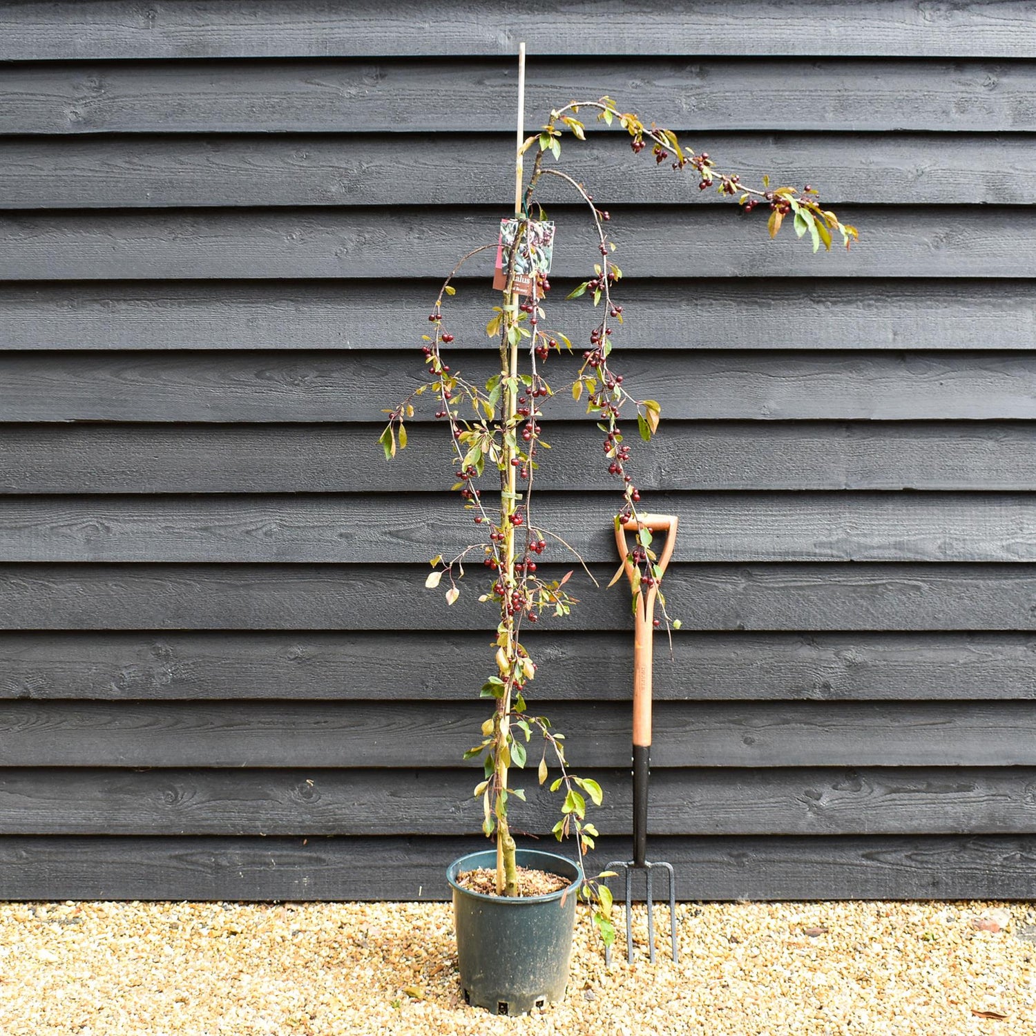 Malus Royal Beauty | Purple Weeping Crab Apple Tree - 1700-200cm, 10lt