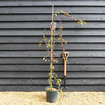 Malus Royal Beauty | Purple Weeping Crab Apple Tree - 1700-200cm, 10lt