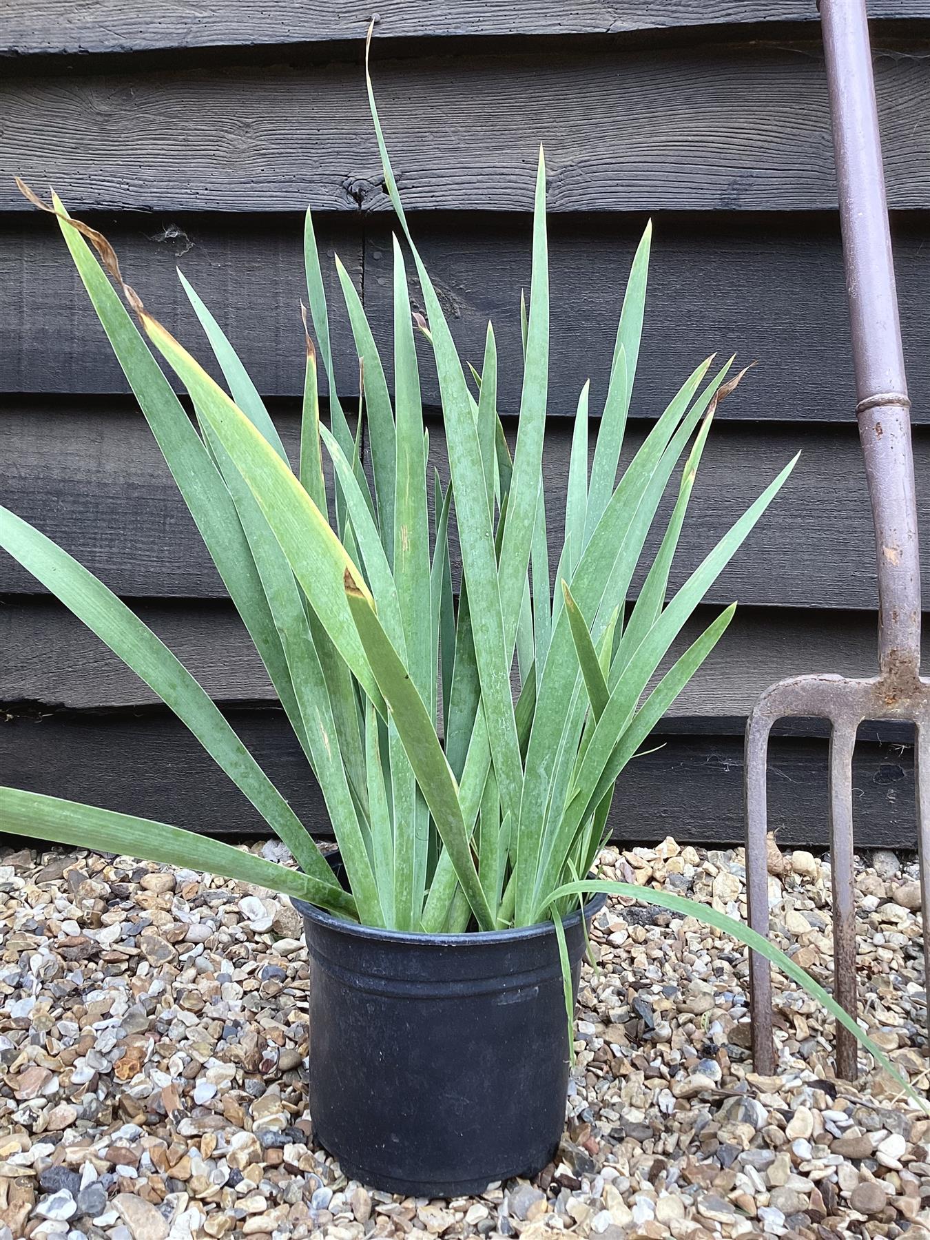 green snake lily plant Iris Snake Lily -- 40/60cm, 5lt – Arundel Arboretum
