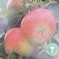 Apple tree 'Fiesta' | Malus domestica - M26 - Dwarfing - 150-160cm - 10lt