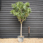 Syringa Vulgaris | Lilac - Shrub -Half Standard - Clear Stem 90cm - Height 220-240cm - 45lt