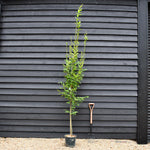 Carpinus betulus 'Fastigiata' | Hornebean Fastigata - Height 140-180cm - 10lt