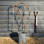 Wisteria brachybotrys 'Iko yama Fuji' - Frame (H) 90 - (W) 50 cm - Height 90cm - 18lt