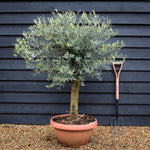 Olive Tree |Olea Europea - Clear Stem 55cm - Height 120-140cm - Bowl - 40lt