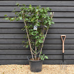 Prunus domestica 'Stanley' | Plum 'Stanley' - Frame - Height 130-140cm - 30lt