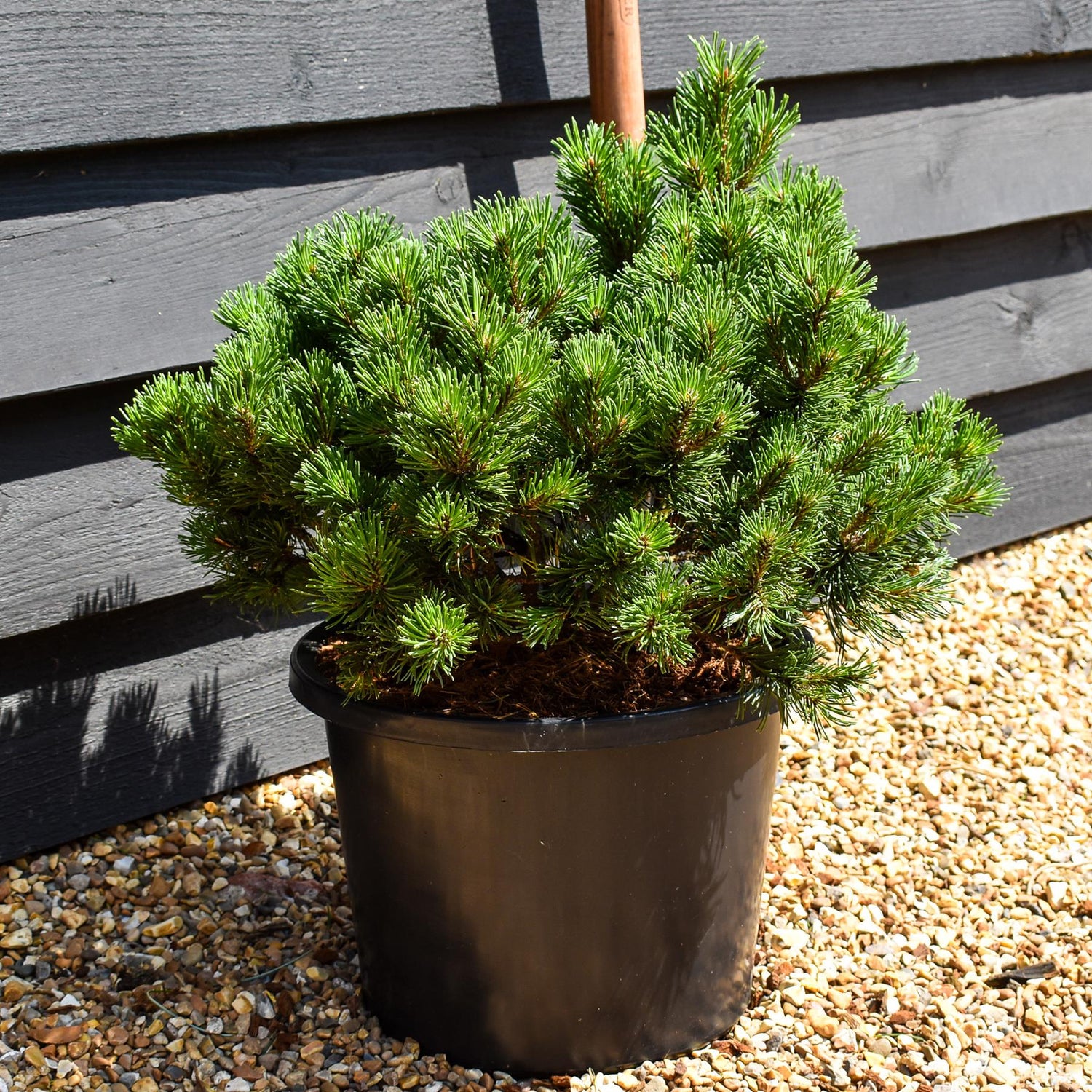Pinus mugo 'Pumuckel' | Dwarf mountain pine -  Width 40-50cm Height 30-40cm - 12lt