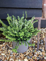 Erica 'White Perfection' - 55-65cm, 2lt