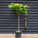 Acer palmatum 'Mikawa yatsubusa' | Japanese Maple - Clear Stem - Half Standard (100cm) - Height 145cm - 50lt
