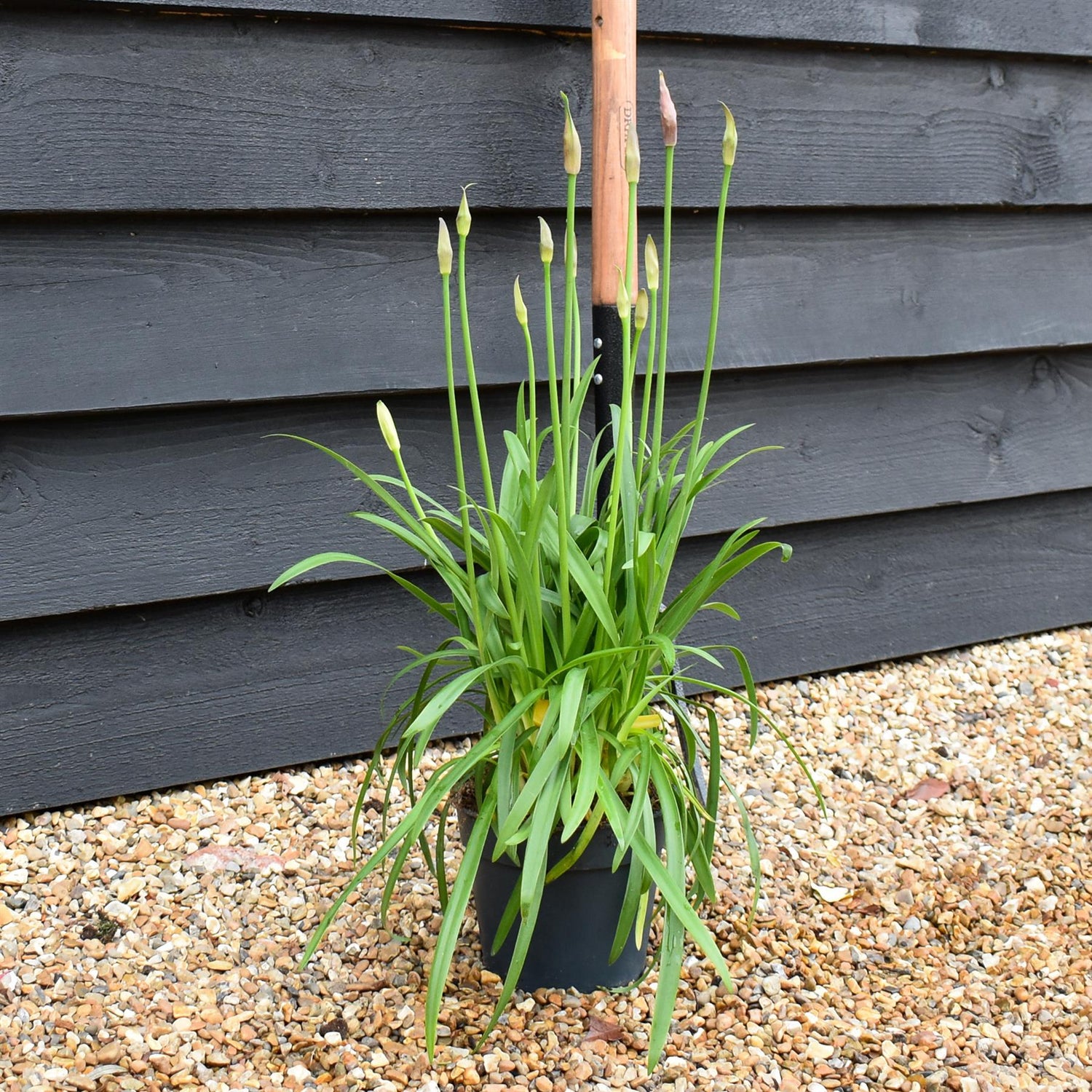 Agapanthus Africanus Summer Love Blue | Lily of the Nile - Foliage Height 40-50cm - 2lt