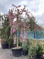 Prunus Kiku Shidare Zakura | Weeping Oriental Cherry - Girth 22-24cm - 300cm, 180lt