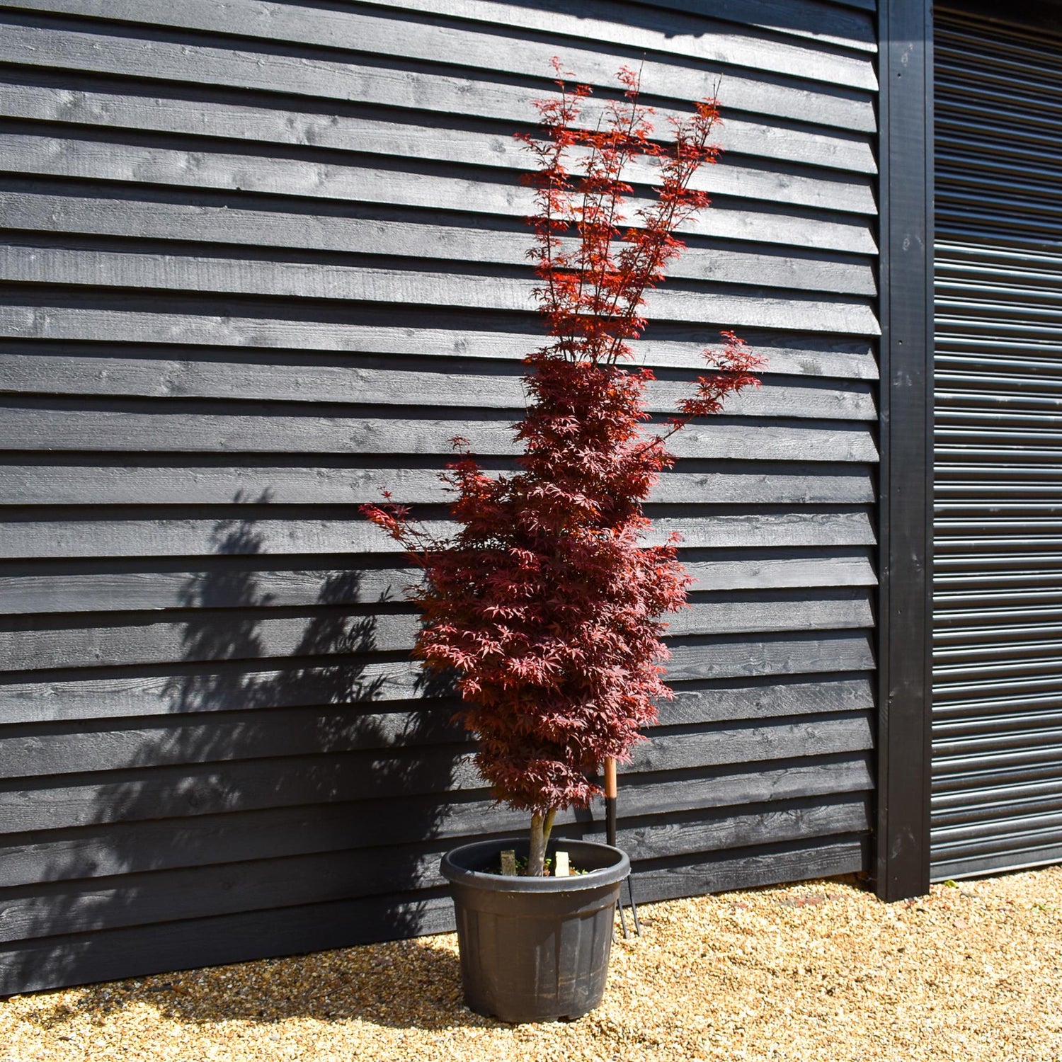 Acer palmatum 'Skeeters Broom' - Height 230-250cm - 80lt