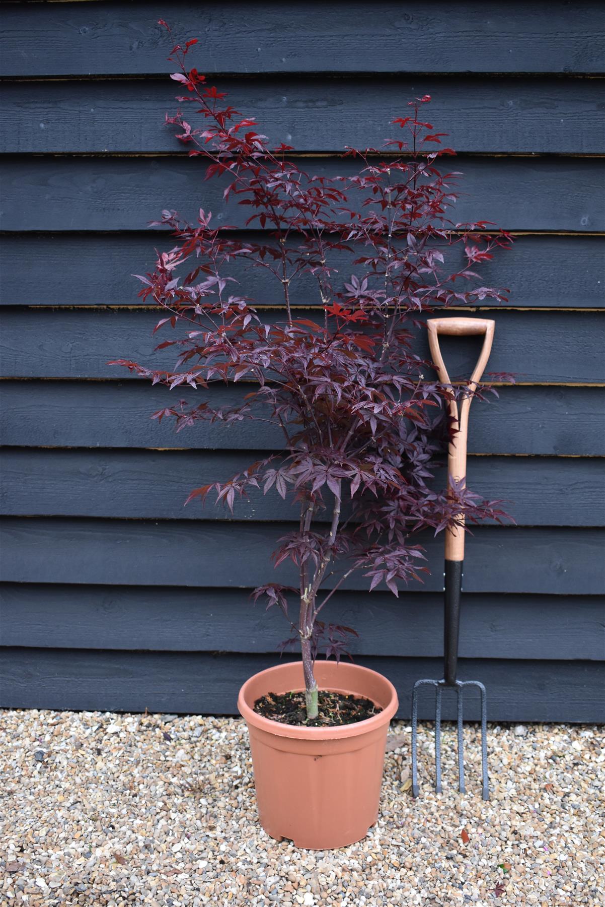 Acer palmatum 'Bloodgood' | Japanese maple 'Bloodgood' - Bushy - Height 100-140cm - 15lt