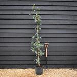 Prunus lusitanica | Portuguese Laurel Cherry - Tree - 150-180cm - 12lt