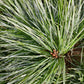 Pinus strobus 'Radiata' | Weymouth Pine - 50-60cm - 25lt