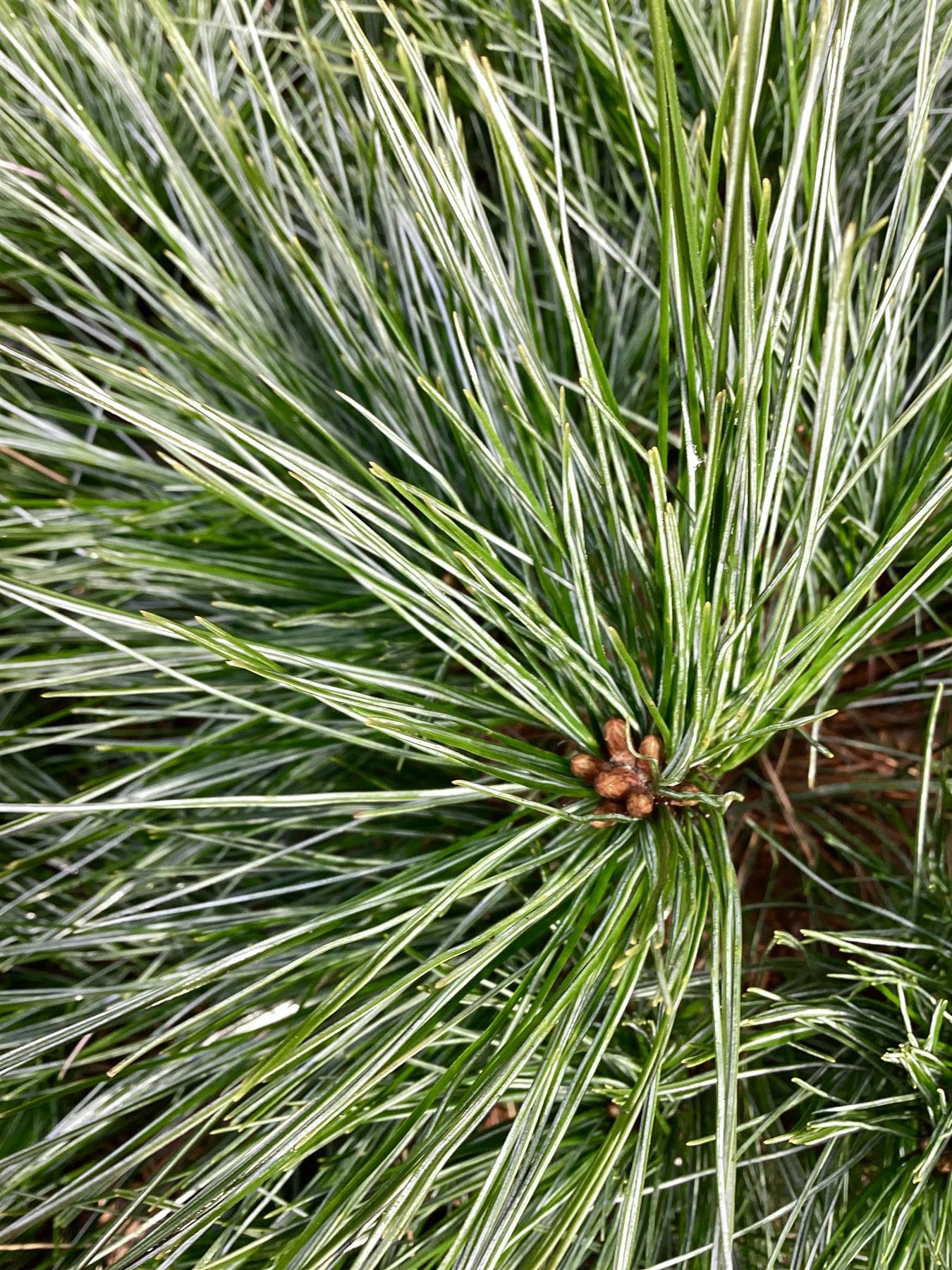 Pinus strobus 'Radiata' | Weymouth Pine - 50-60cm - 25lt