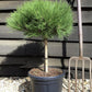 Pinus 'Marie Bregeon' - Height 45cm - Width 35-40cm - 8lt