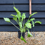 Hosta 'Royal Standard' - Deciduous Perennial - Height 50-60cm - 2lt