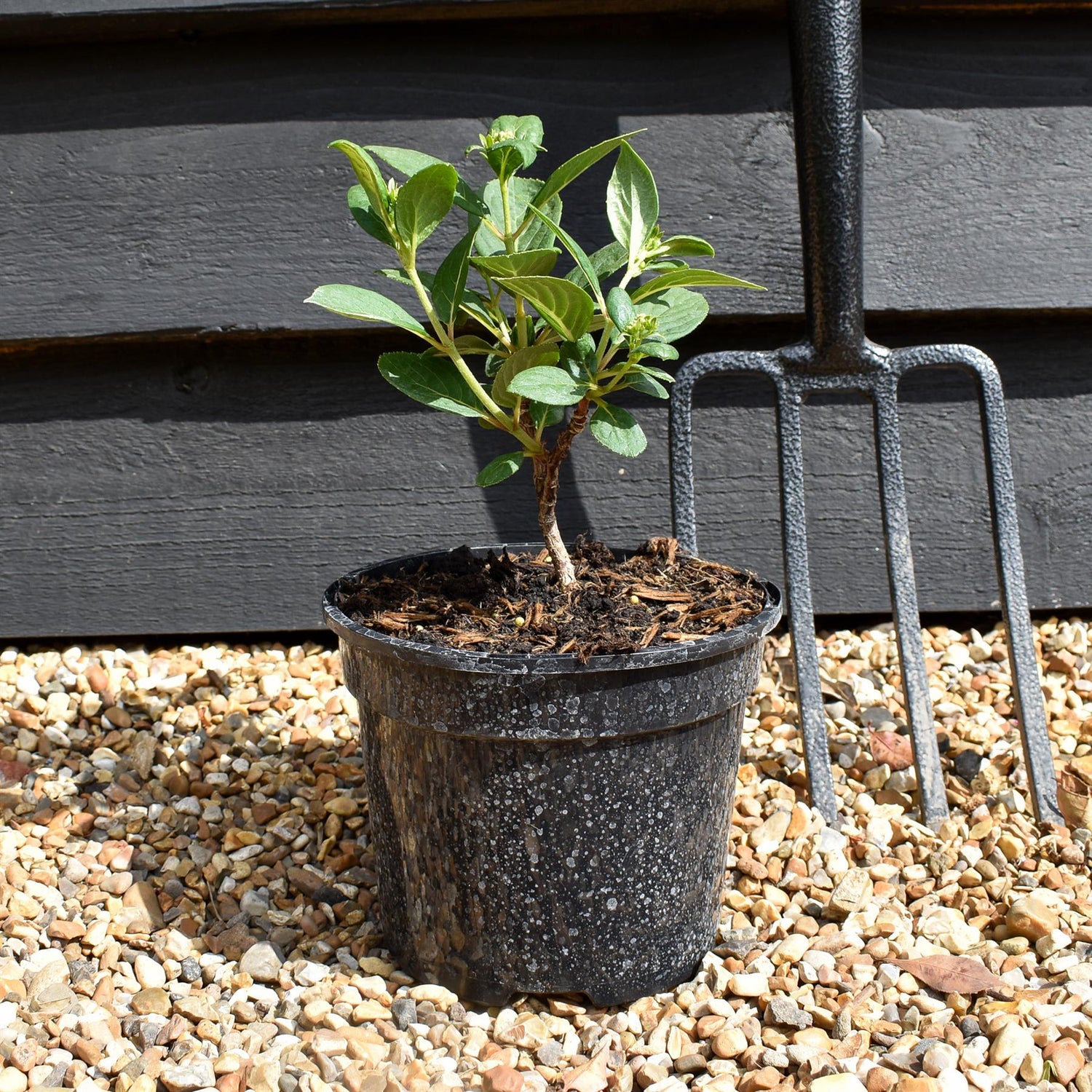 Hydrangea paniculata 'Polestar' - Height 15-25cm - Bushy -2lt