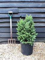 Abies Alba Fastigata | European Silver Fir - 85cm -18lt