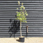 Apple tree 'Golden Delicious' | Malus Domestica - Clear Stem 100cm - Height 200-230cm - Girth 14-16cm - 30lt