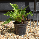 Dryopteris filix-mas 'Crispa Cristata' - Ferns- Perennial - 3lt