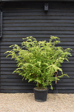 Euonymus alatus | Winged Spindle Tree - Bush - Large Shrub - Height 170-180cm - 90lt