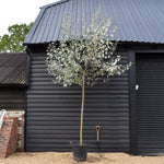 Populus alba | White Poplar Tree - Standard - Clear stem 160-170cm - Height 430-450cm - 70lt
